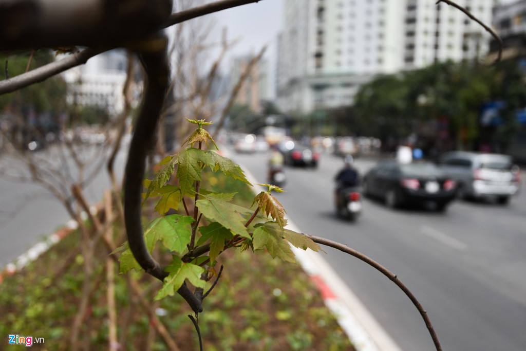 Cây phong mới trồng ở Hà Nội ra những chiếc lá đầu tiên